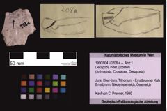 Foto (Objekt + Etiketten) von Decapoda indet. (lobster) (NHMW-GEO-1990-0041-0208a)